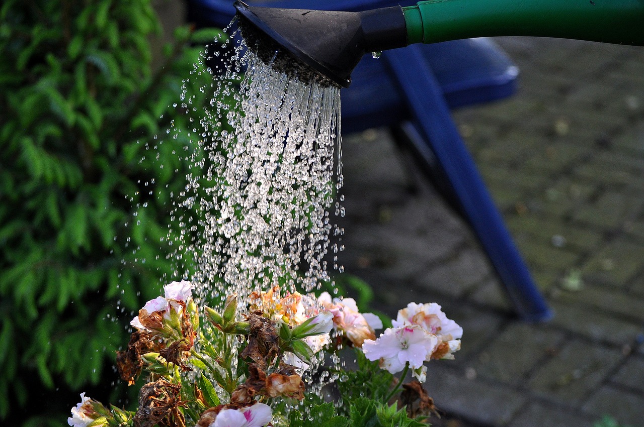 regando una flor con una silla al fondo