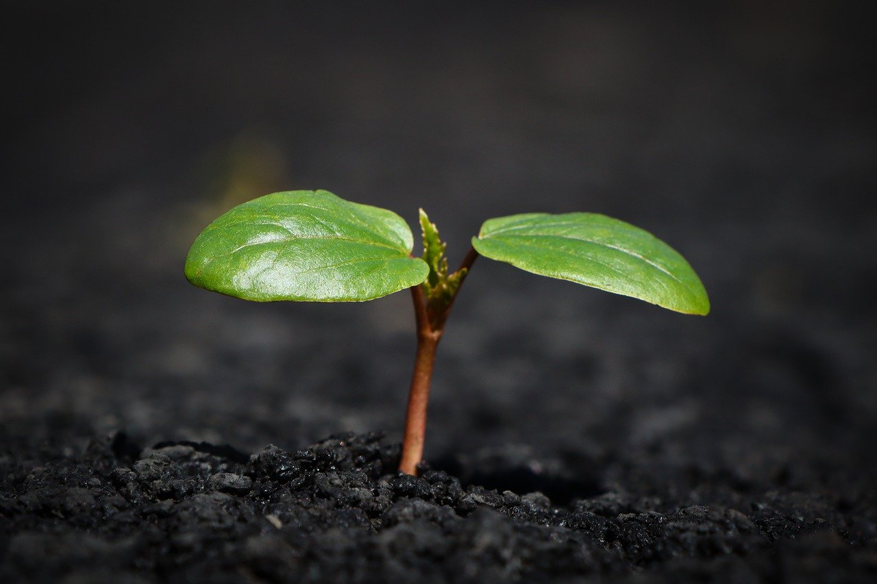 planta verde que empieza a brotar