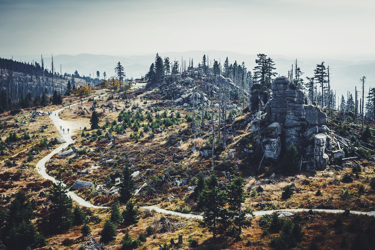 reforestation of a mountain forest