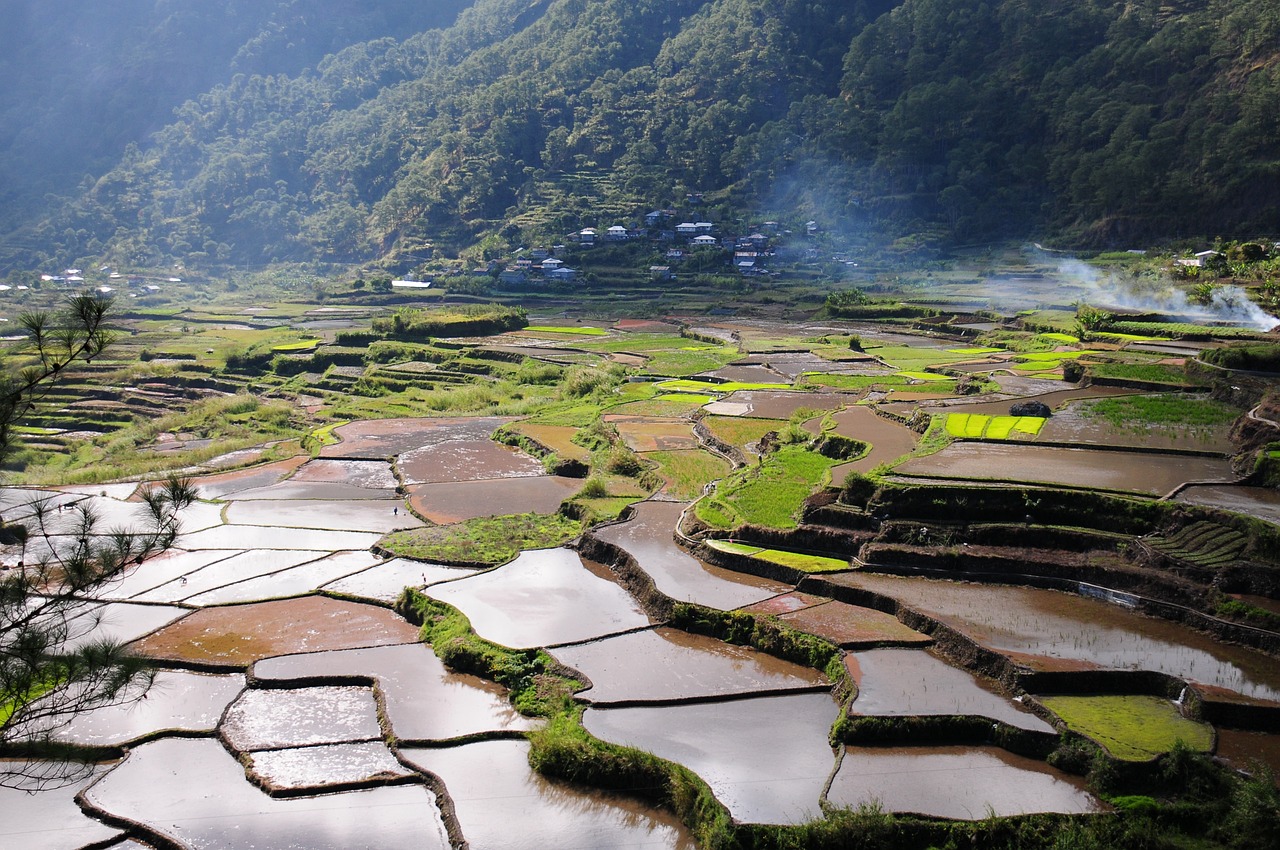 Arrozales en Asia