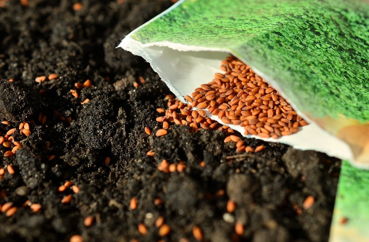 sachets de graine vert ouvert avec des graines oranges à l'intérieur