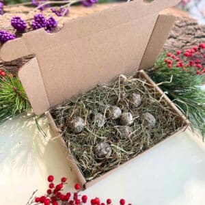 Seed bombs - open box